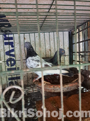 ৮ জোড়া কবুতর খাঁচা সহ বিক্রি হবে